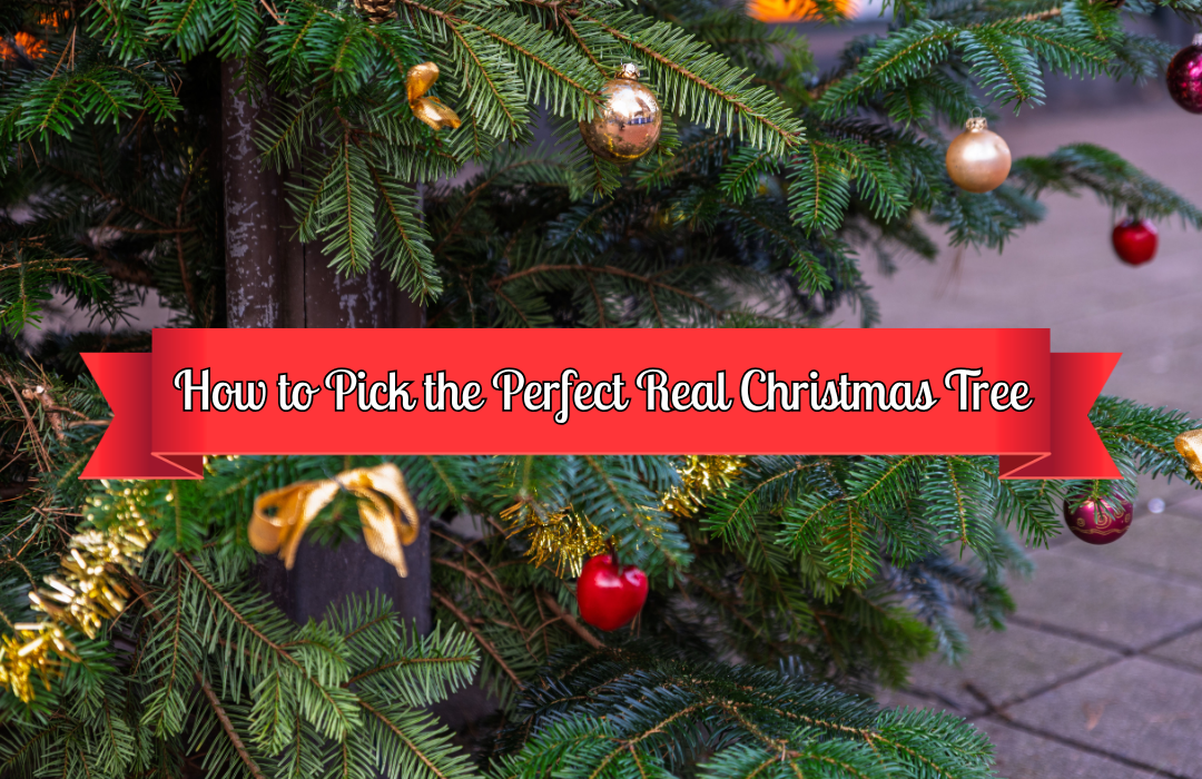 How to Pick the Perfect Real Christmas Tree