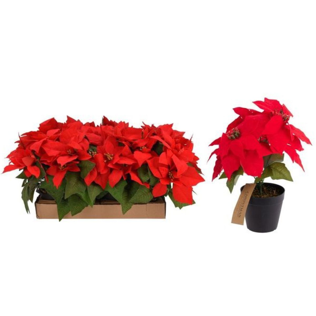 Christmas Poinsettia Flower with Pot 25cm Large