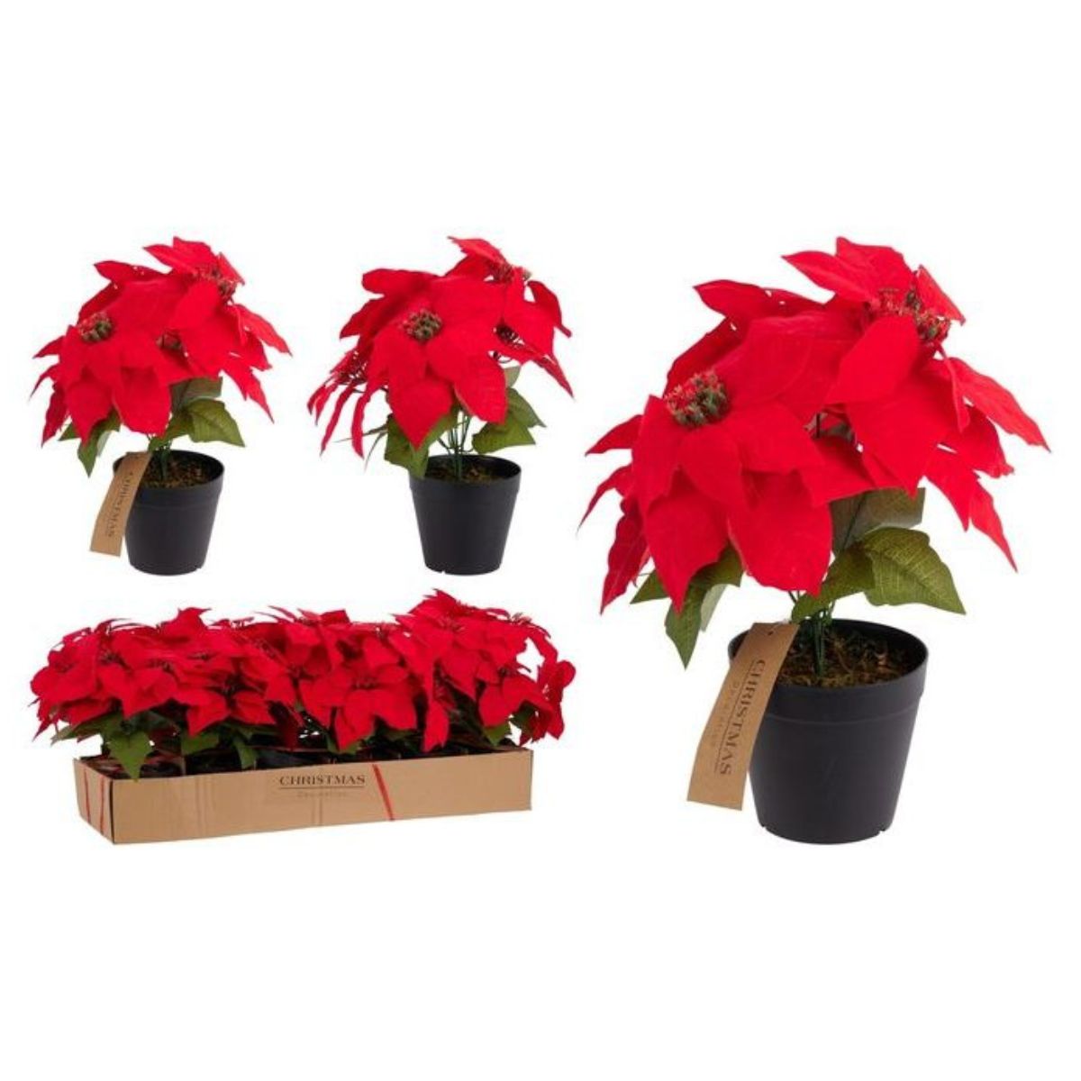Christmas Poinsettia Flower in Pot 30cm Xlarge