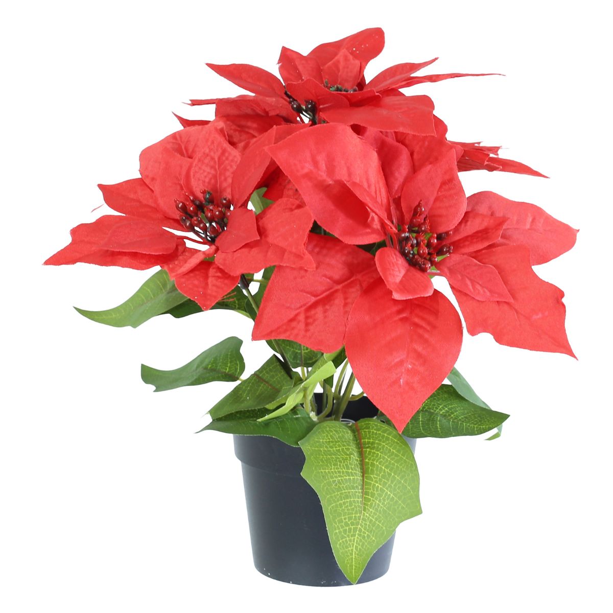 Christmas Potted Poinsettia 28cm